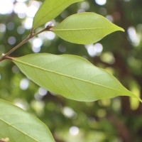 Cleistanthus pallidus (Thwaites) Müll.Arg.